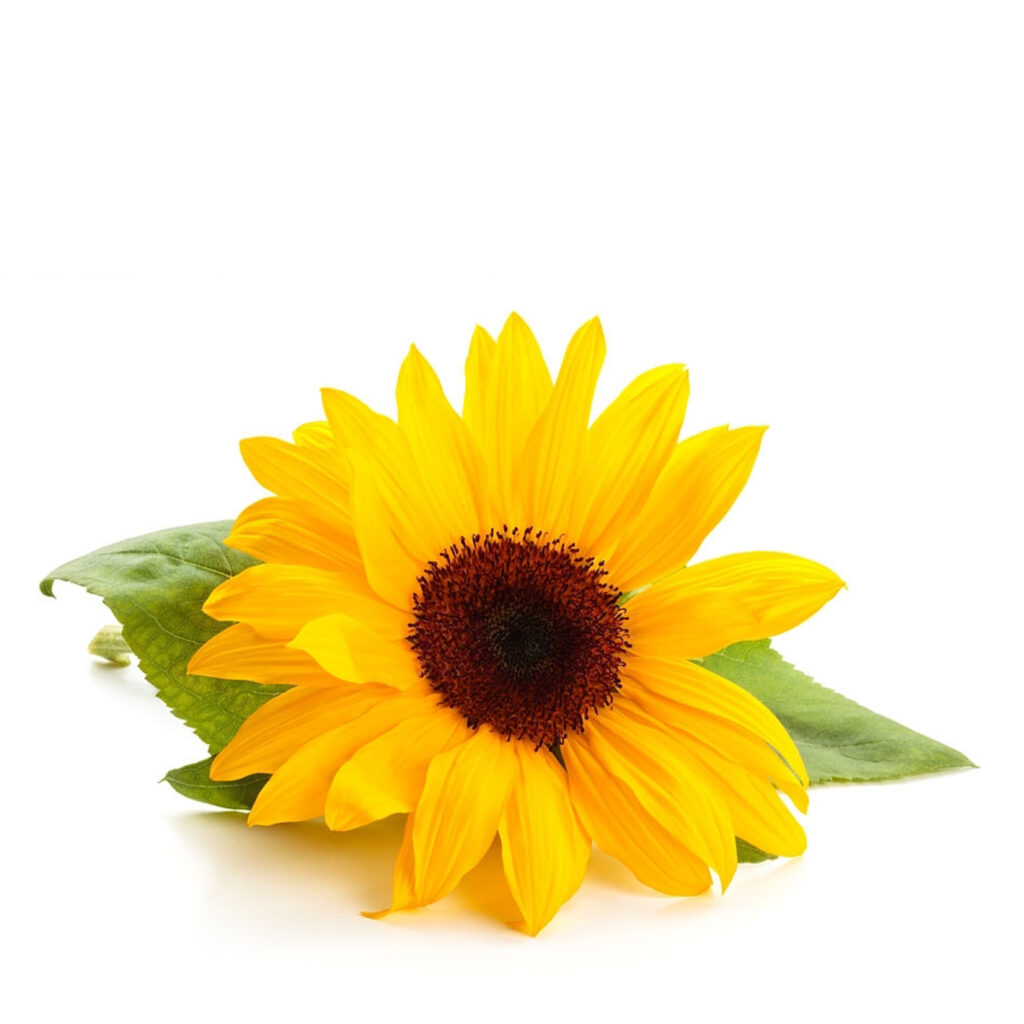 Sunflower edible flower